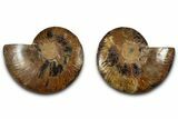 Cut & Polished, Agatized Ammonite Fossil - Madagascar #318116-1